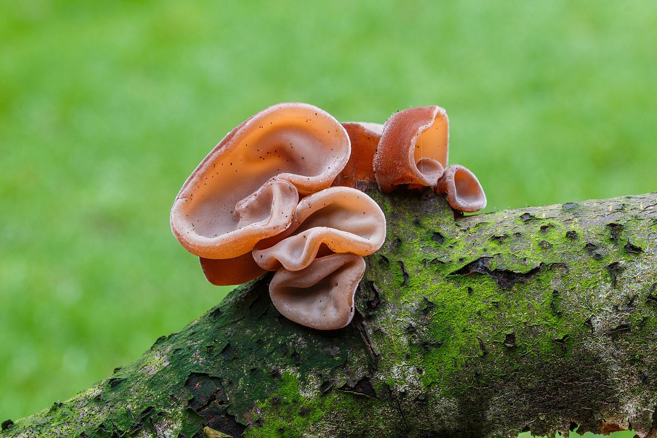 Echt judasoor Auricularia auricula judae Familie Auriculariaceae op een dode tak 03