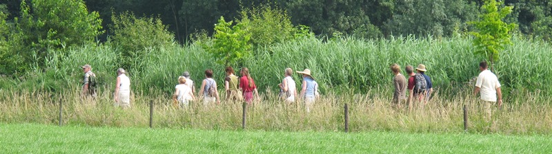 zomerwandelaars voor mais