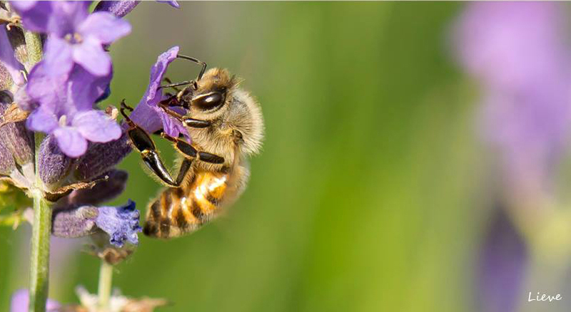 Voordracht bijen en planten